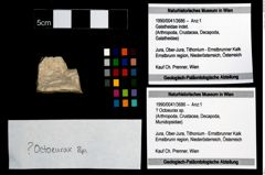 Foto (Objekt + Etikett) von ? Octoeurax sp.  (NHMW-GEO-1990-0041-3686)